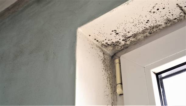 Best HVAC Mold Inspection and Cleaning  in Rkville, PA