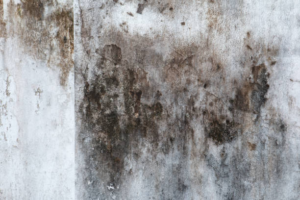 Trusted Parkville, PA Mold Removal Experts